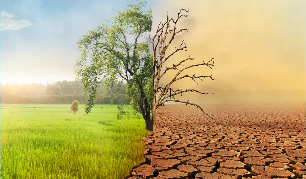 "Climate Change Challenges Vineyards Across the Globe"