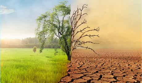 "Climate Change Challenges Vineyards Across the Globe"