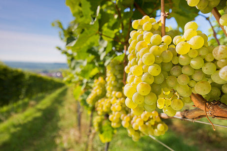 Varieties of White Wine